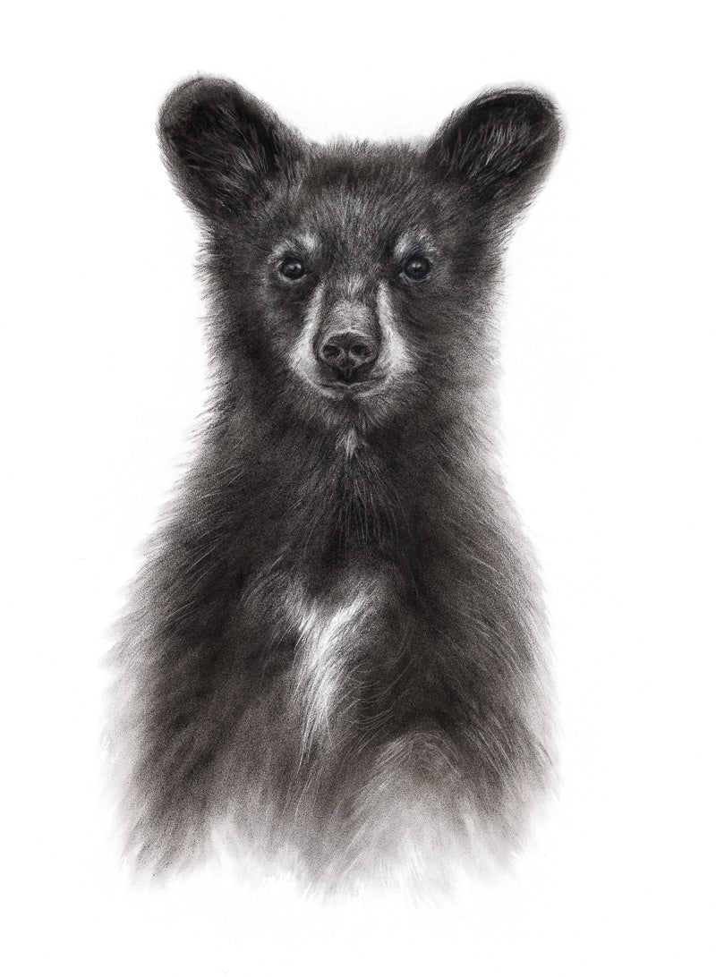PRINT REPRODUCTION OF "BEAR CUB" CHARCOAL