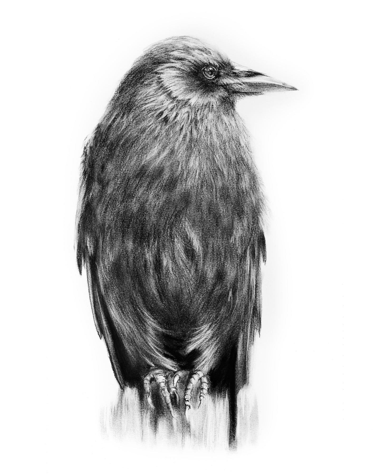 PRINT REPRODUCTION OF "RAVEN" CHARCOAL