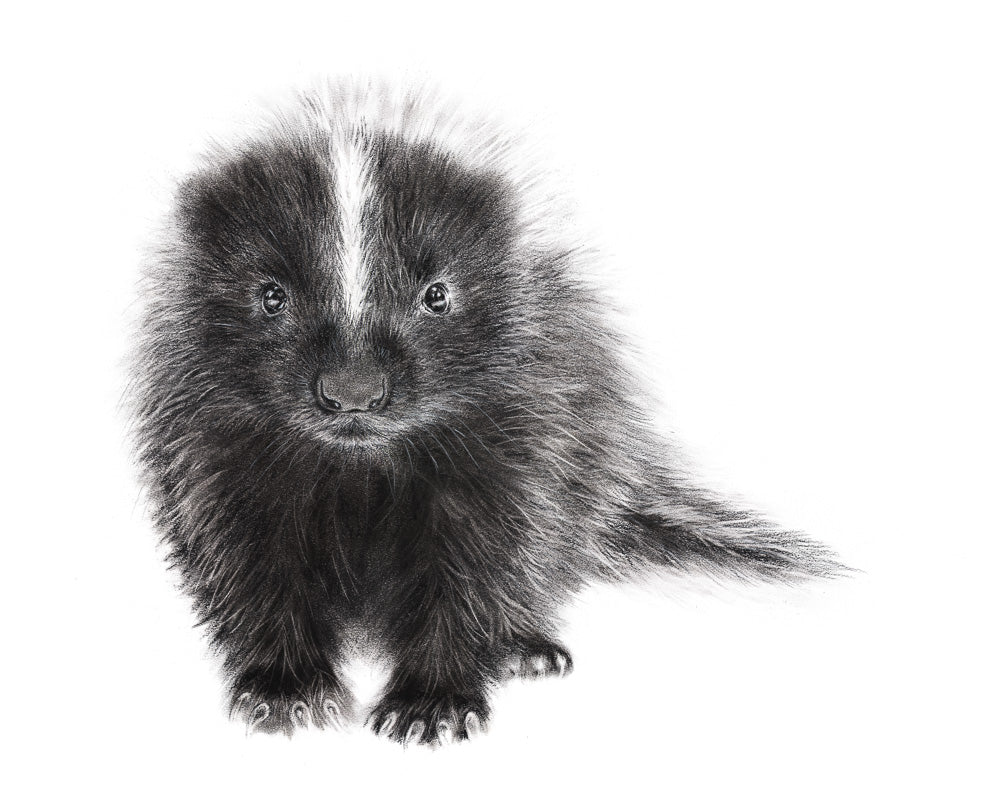 PRINT REPRODUCTION OF "SKUNK" CHARCOAL