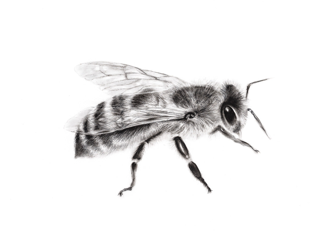 HONEY BEE