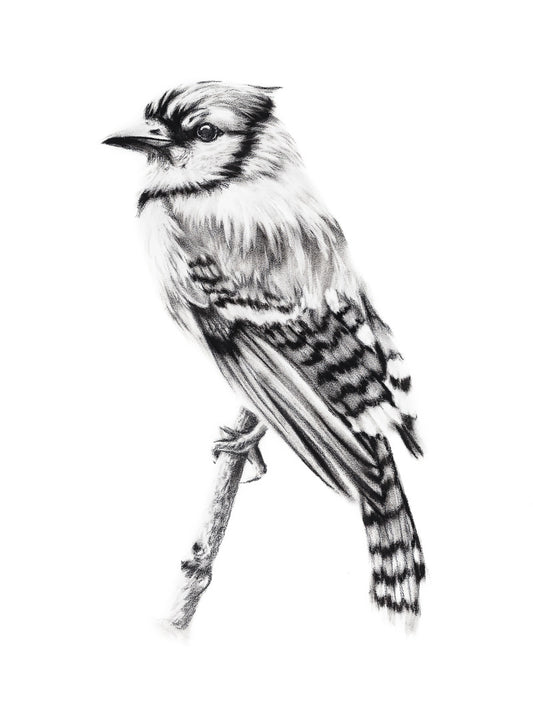 Original drawing: Charcoal portrait of blue jay bird, wall cottage decor.