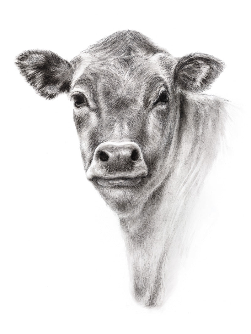 Original charcoal drawing of a cow. Clean, modern farm art for your wall and home decor.