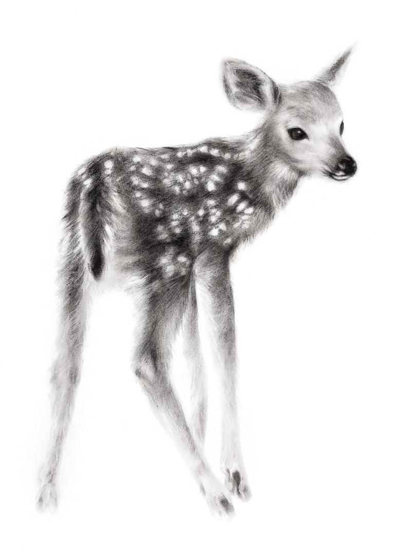Original drawing: charcoal of a fawn. Balck and white classic home decor.