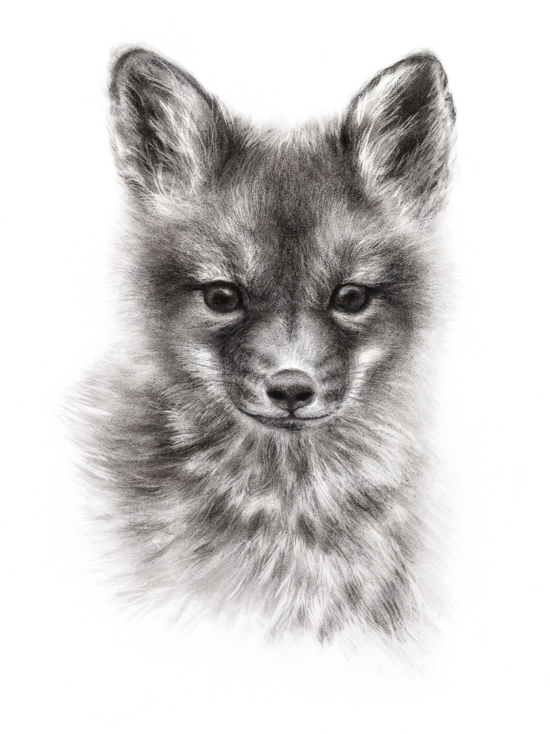 FOX CUB