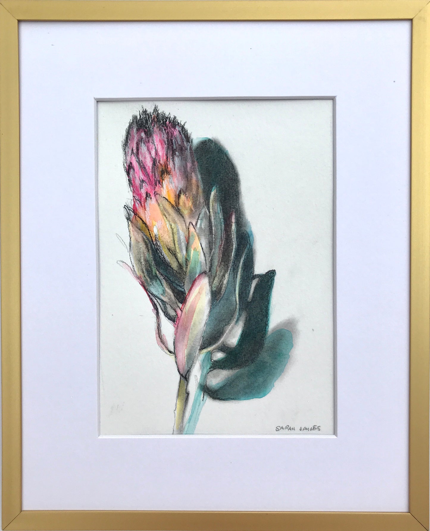 Protea Sketch on Paper