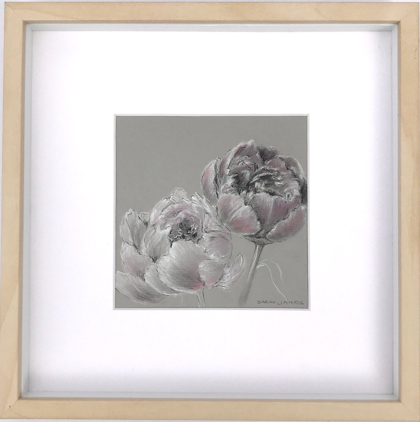 Peony Blooms