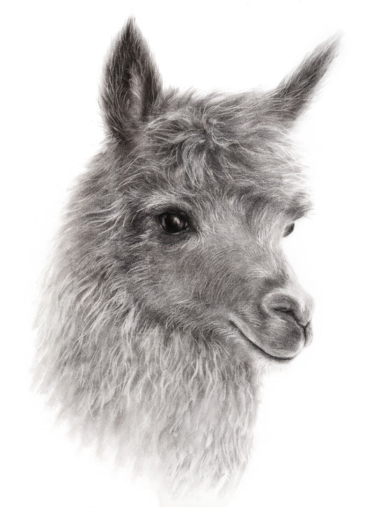 Original drawing: Wall art, country decor, charcoal portrait of an alpaca.