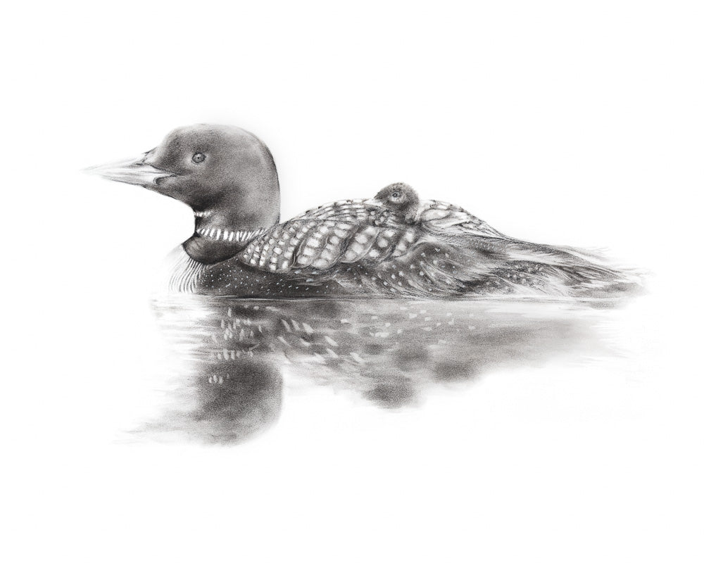 PRINT REPRODUCTION OF "LOON AND CHICK"