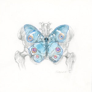 PELVIC STUDY WITH BUTTERFLY | 6X6 | GRAPHITE AND WATERCOLOUR ON PAPER | Item Number 21-38D