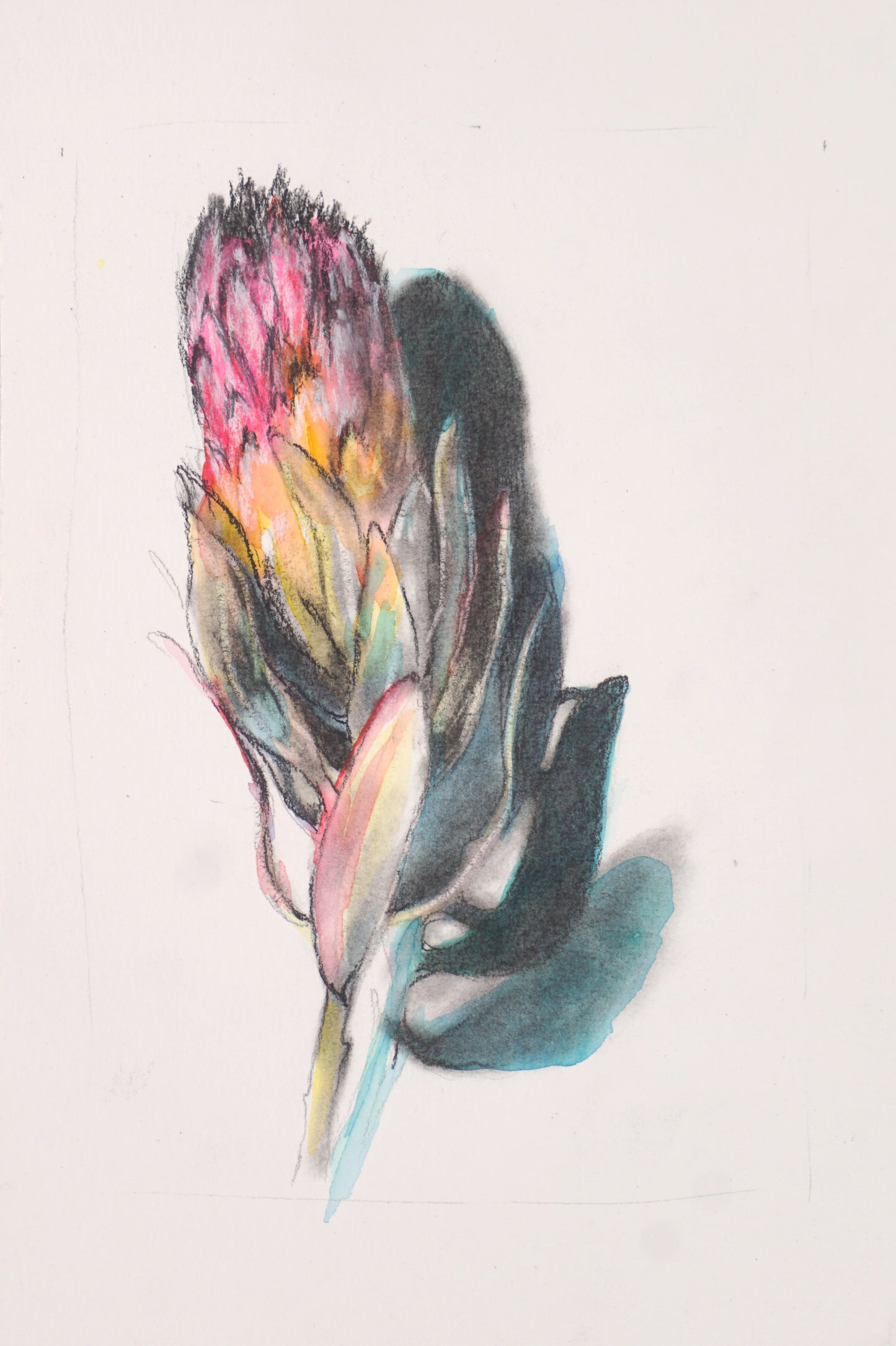 Protea Sketch on Paper