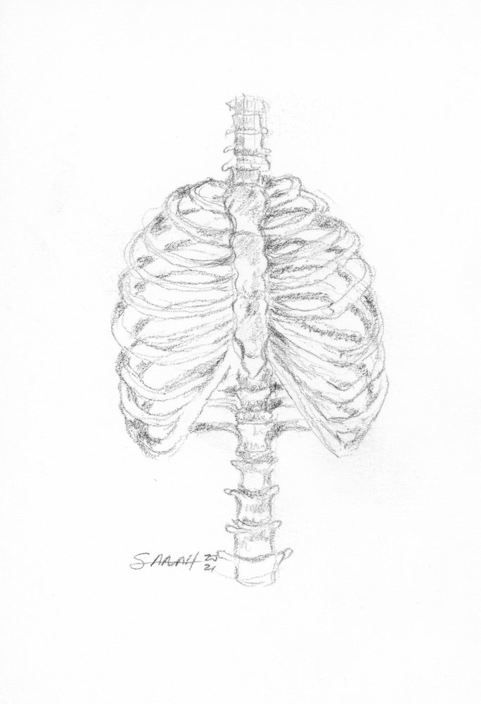 RIB STUDY | 3.5X5.5| GRAPHITE ON PAPER | Item Number 21-21D