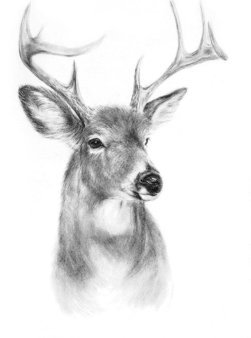 STAG