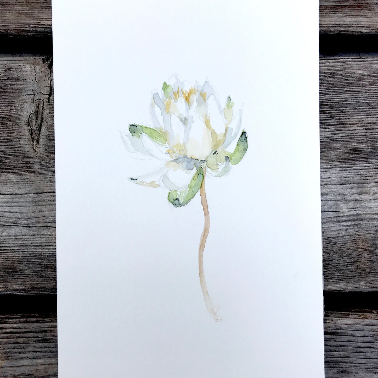 WATER LILY 8