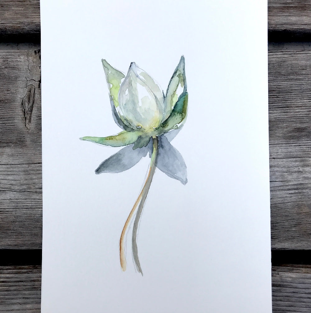 WATER LILY BUD 2