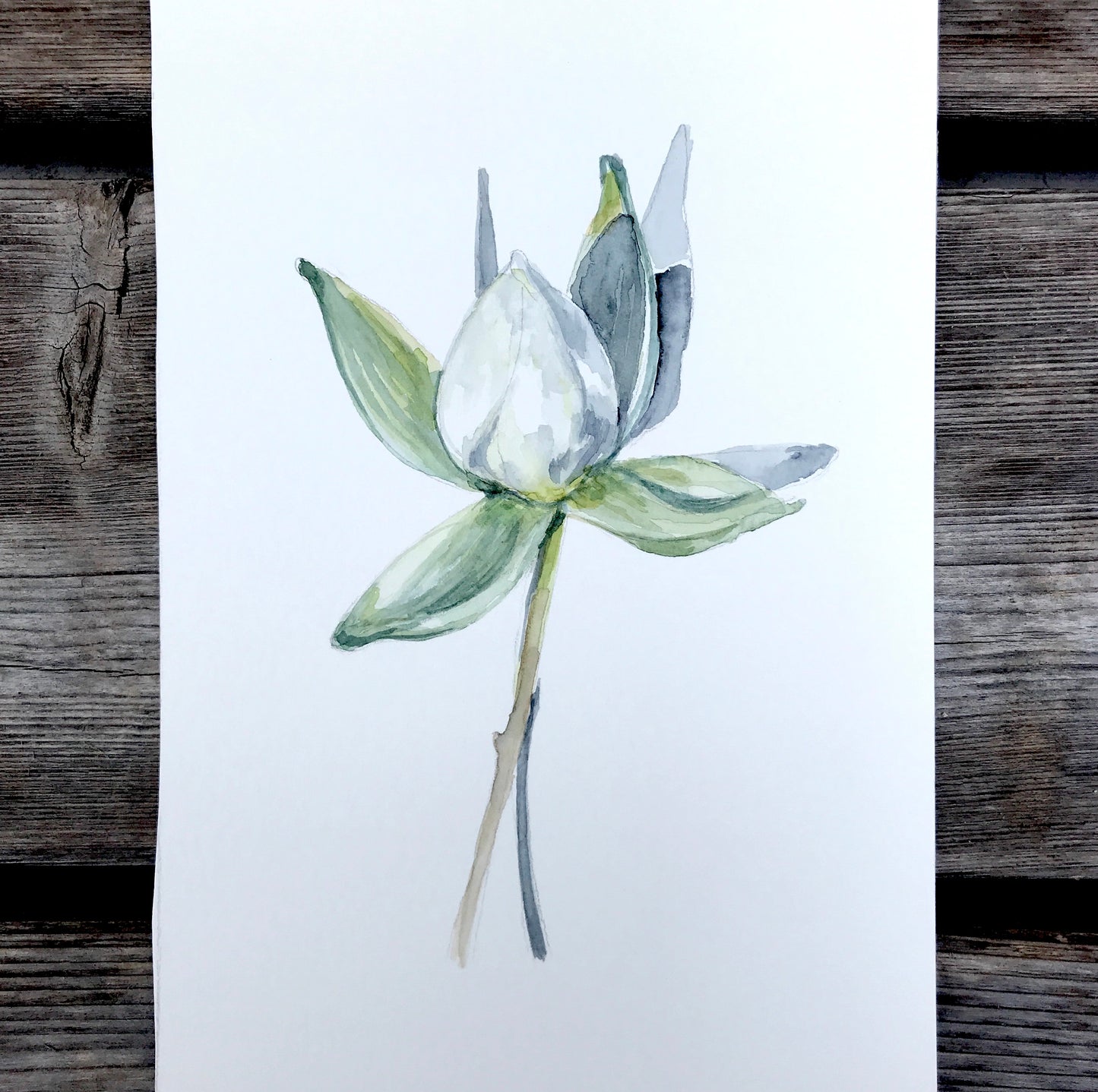 WATER LILY BUD 4