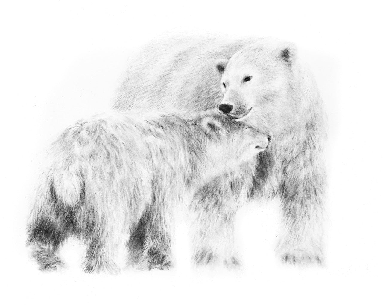PRINT REPRODUCTION OF "POLAR BEAR" CHARCOAL