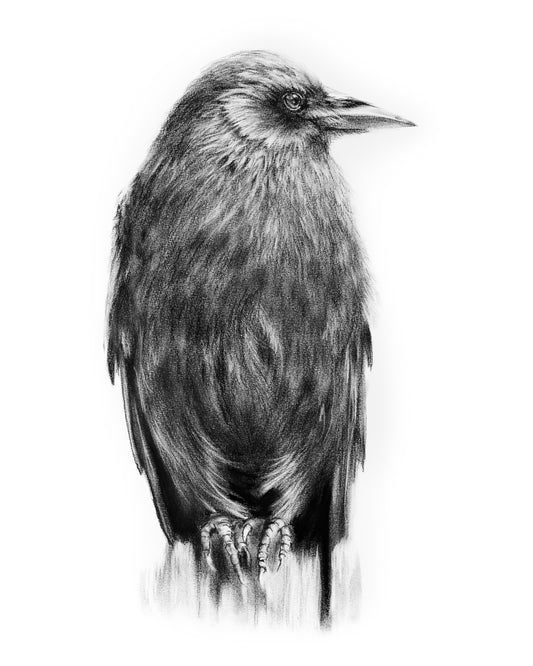 PRINT REPRODUCTION OF "RAVEN" CHARCOAL