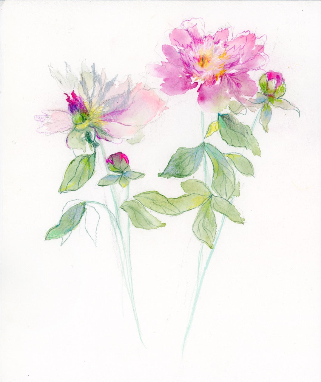 PINK PEONY SKETCH | 10X12 inches | MIXED MEDIA ON PAPER  25-97