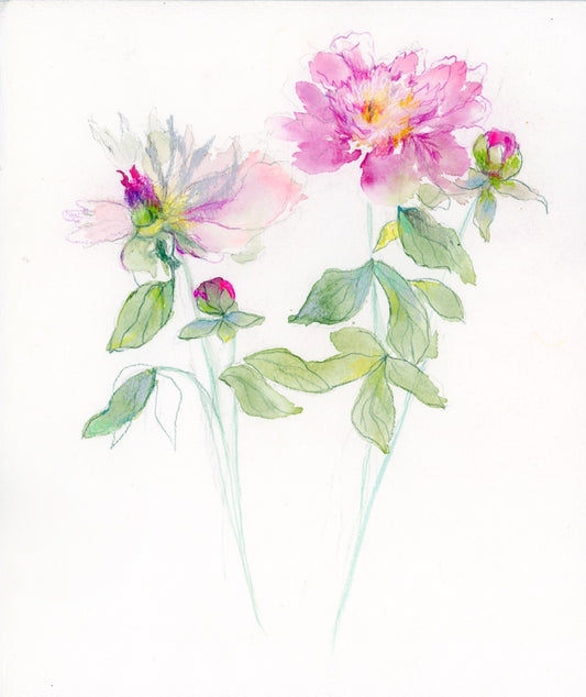 PINK PEONY SKETCH | 10X12 inches | MIXED MEDIA ON PAPER  25-97