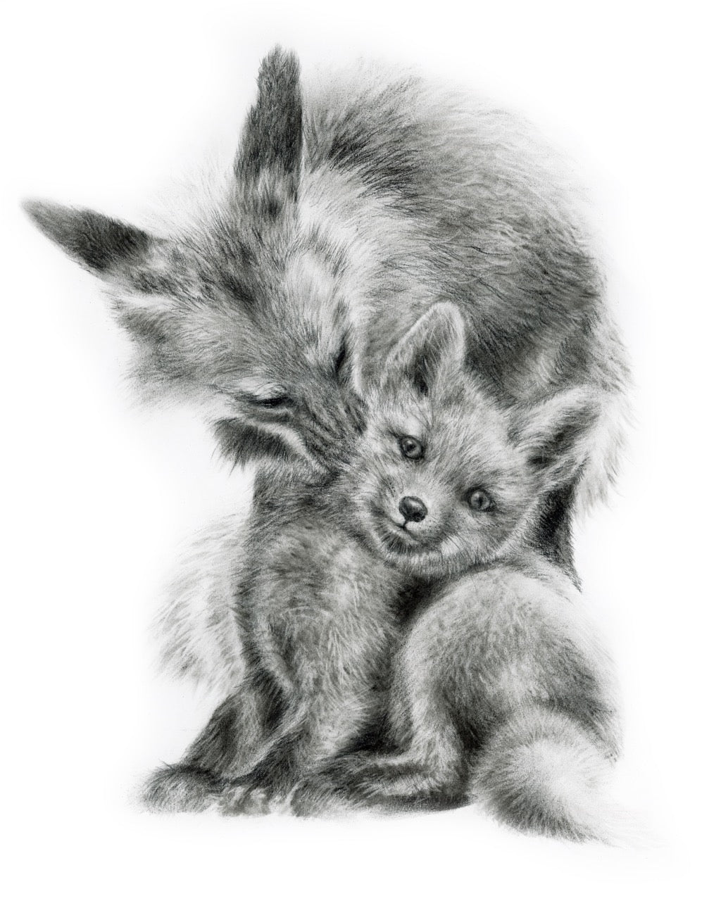 FOX AND KIT | 16x20 | ORIGINAL CHARCOAL ON PAPER | Item number 26-11