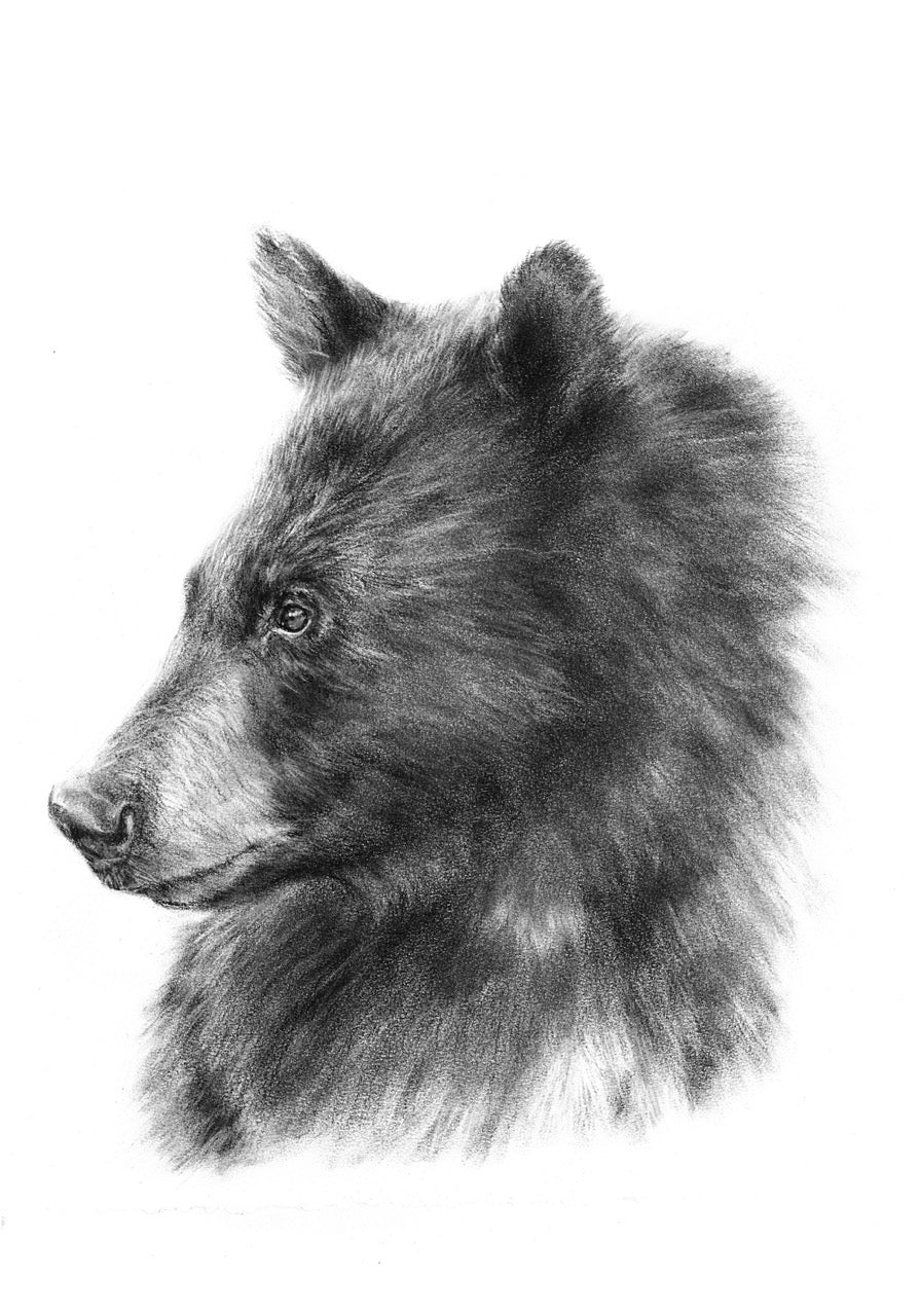 PRINT REPRODUCTION OF "BEAR PROFILE" CHARCOAL