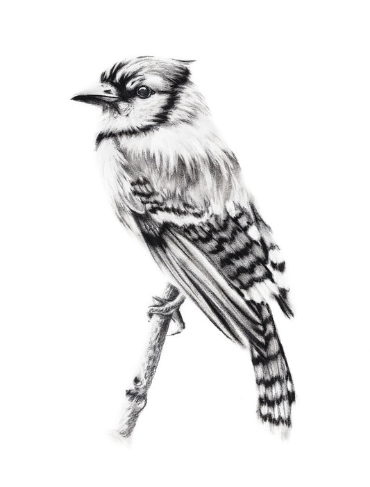 PRINT REPRODUCTION OF "BLUE JAY" CHARCOAL