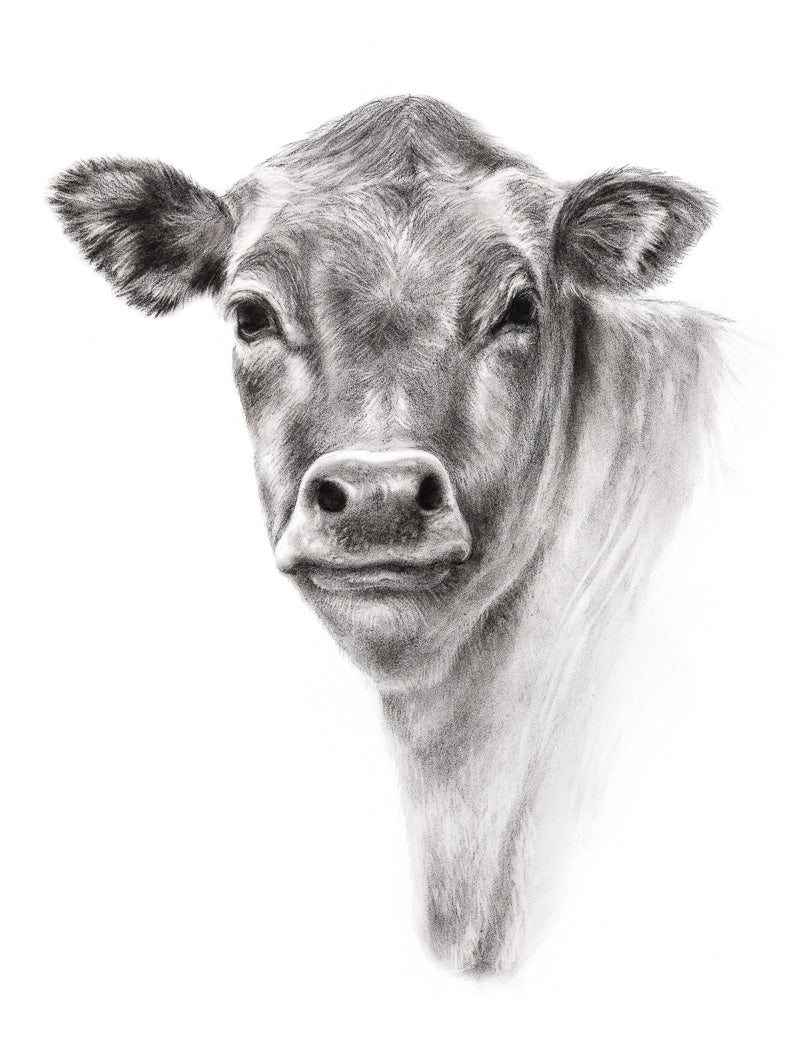 PRINT REPRODUCTION OF "COW" CHARCOAL