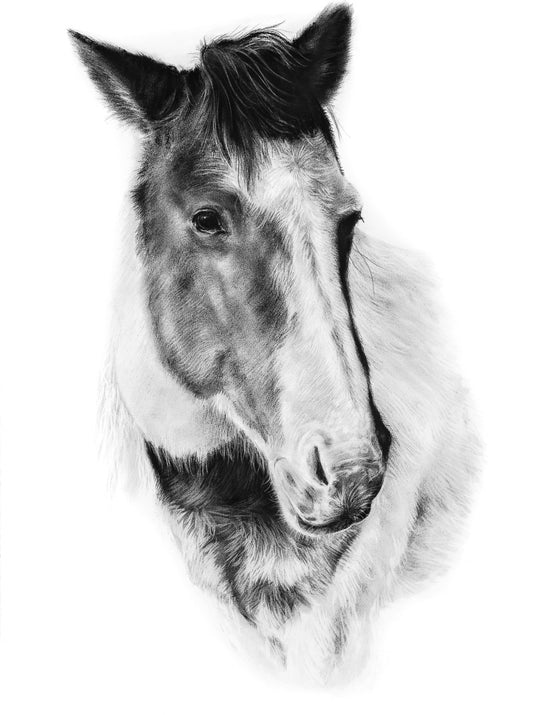 PRINT REPRODUCTION OF "HORSE" CHARCOAL