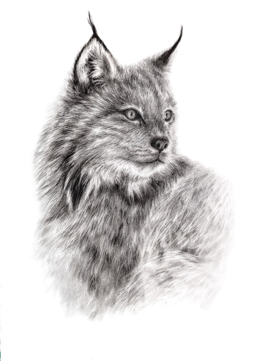 PRINT REPRODUCTION OF "LYNX 1.0" CHARCOAL