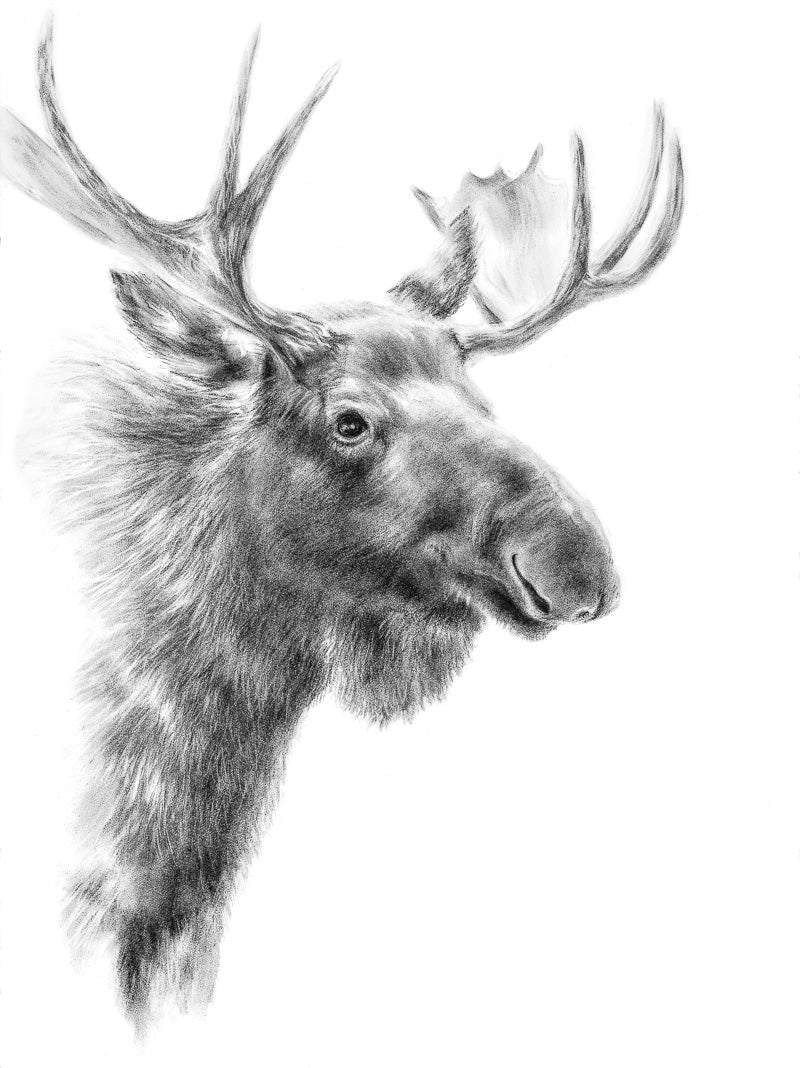 PRINT REPRODUCTION OF "MOOSE PROFILE" CHARCOAL