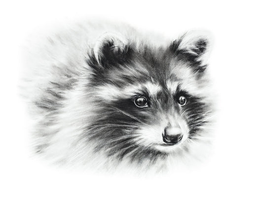 PRINT REPRODUCTION OF "RACCOON" CHARCOAL