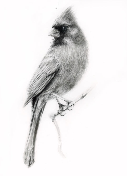 MALE CARDINAL | 16x20 | CHARCOAL ON PAPER | 23-79