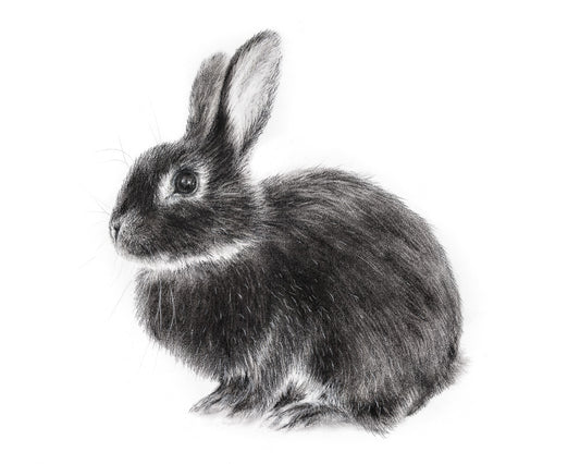 Original Charcoal: Drawing of a black rabbit, buuny wall art, nursery decor.