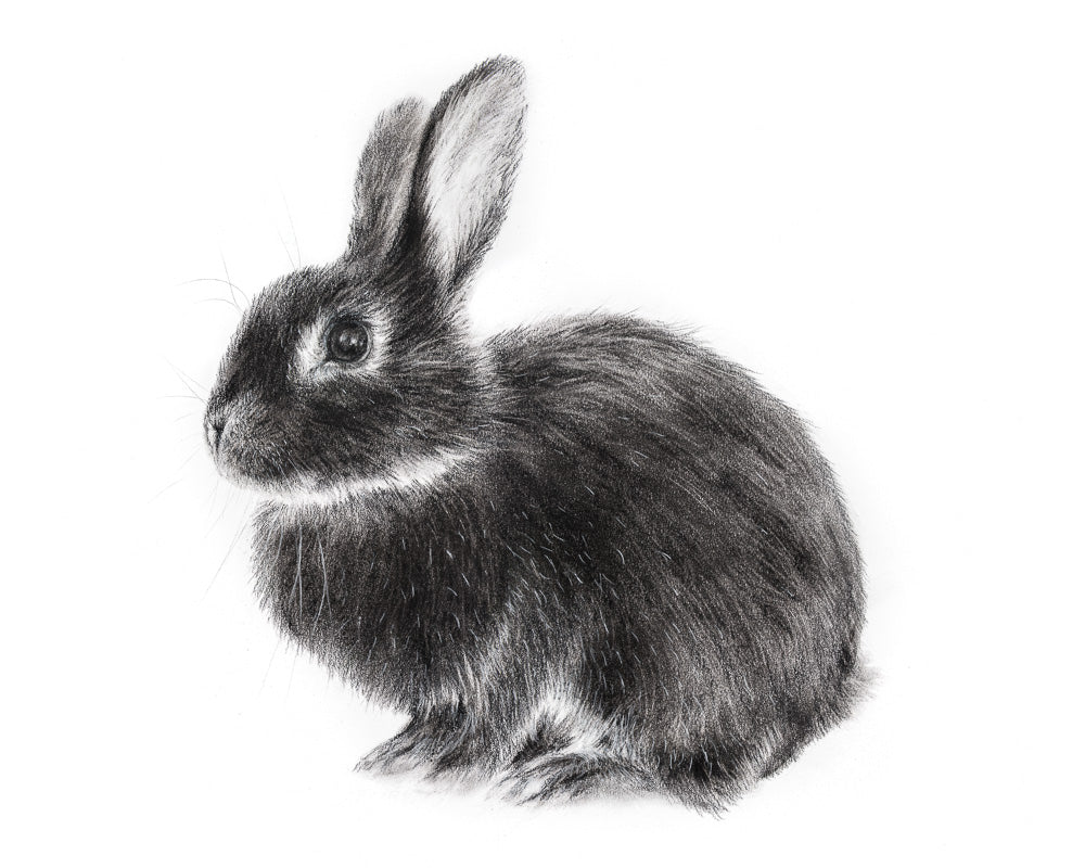 Original Charcoal: Drawing of a black rabbit, buuny wall art, nursery decor. 