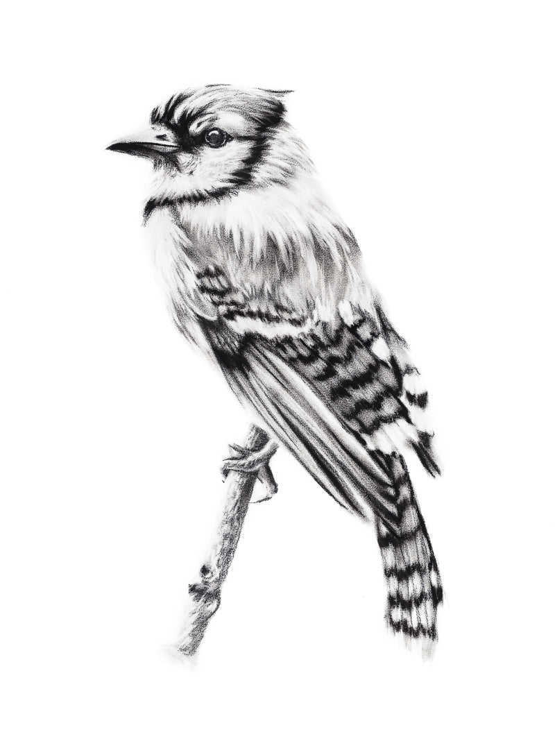 Original drawing: Charcoal portrait of blue jay bird, wall cottage decor. 