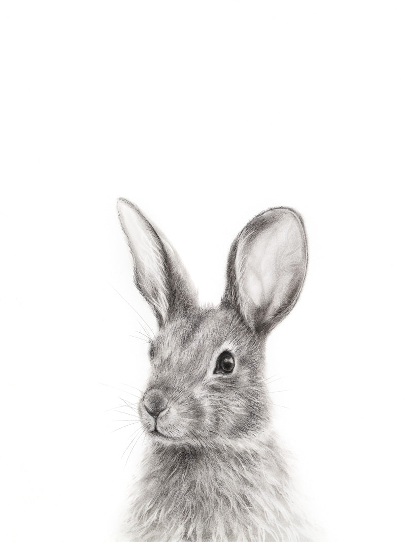 Charcoal drawing: Original art of cottontail buuny rabbit, wall nursery decor. 