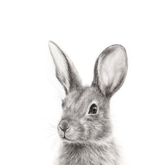 PRINT REPRODUCTION OF "COTTONTAIL" CHARCOAL