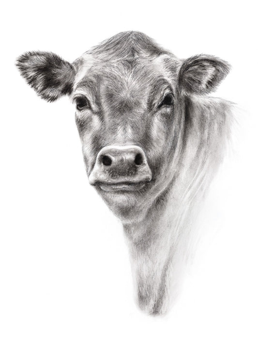 Original charcoal drawing of a cow. Clean, modern farm art for your wall and home decor. 