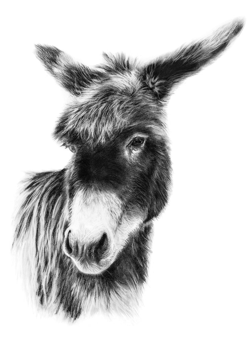 Original drawing: Charcoal portrait of a donkey. Classic black and white wall decor. 