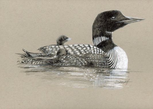 Loon and Chicks  | 8x10 | ORIGINAL CHARCOAL AND CHALK ON TONED PAPER |