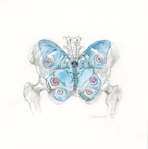PELVIC STUDY WITH BUTTERFLY | 6X6 | GRAPHITE AND WATERCOLOUR ON PAPER | Item Number 21-38D