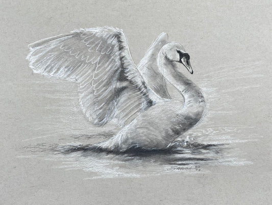 SWAN SKETCH 1 | 8x10 | CHARCOAL AND CHALK ON TONED PAPER