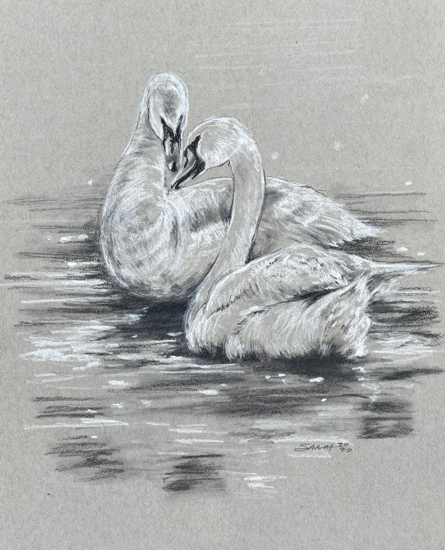 SWAN SKETCH 2 | 8x10 | CHARCOAL AND CHALK ON TONED PAPER