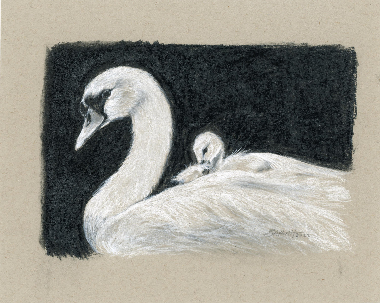 Swan and Signet | 5x7 | CHARCOAL AND CHALK ON PAPER | 22-46D