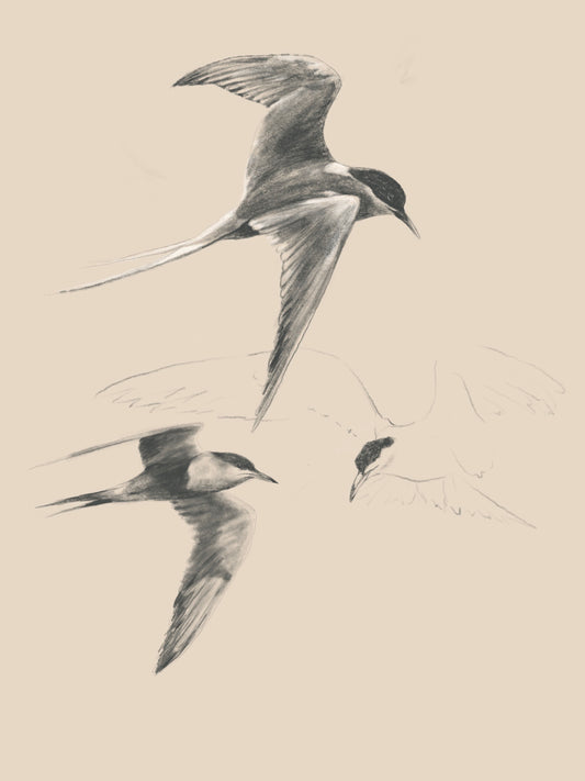 Sarah Jaynes Tern Digital Study | Digital Artwork