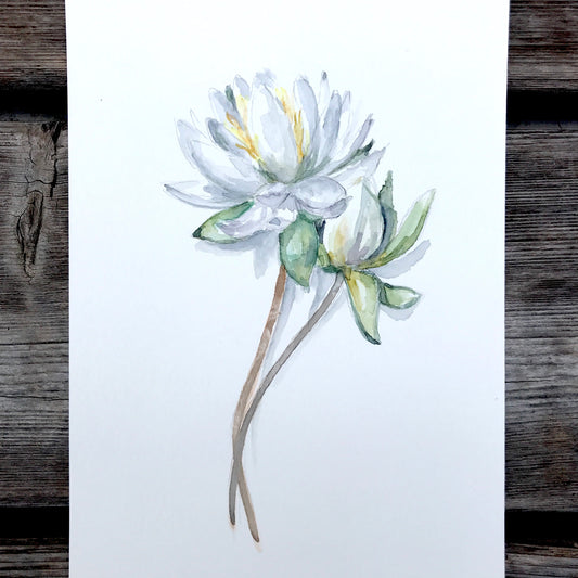 WATER LILY 9